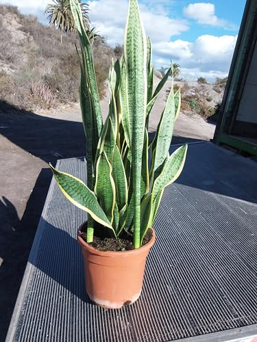 Sansevieria trifasciata Laurentii/schöne Zimmerpflanze