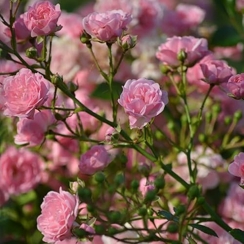 The Fairy Bodendecker Rose rosa gefüllte Blüten üppig blühend Moosrose