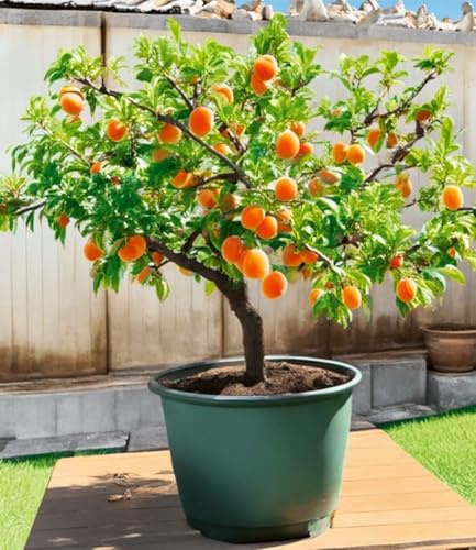 BALDUR-Garten 2x Mini-Aprikosenbaum Orange Beauty, Pflanzen im 5-Liter-Topf | Prunus armeniaca, winterhart & pflegeleicht, selbstfruchtend, kompaktes Bäumchen für Balkon, Terrasse & Garten, XXL-Topf