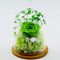 JGBDFHV Rose Belle et la Fleur éternelle Élégant Dôme en Verre avec Lumières Pine Base Anniversaire Mariage Fête des Mères Cadeau Décoration intérieure Vert