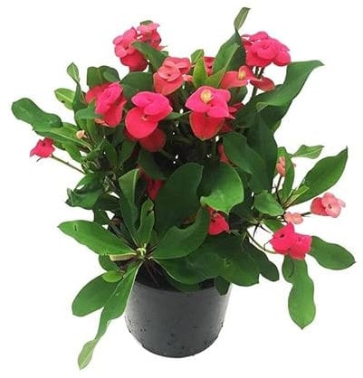 DECOALIVE Euphorbia Milii Roja Cactus Natural Interior y Exterior