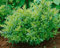 Ligustrum vulgare 'Lodense' 40–60 cm – Winterhart, Mehrjährig, Pflegeleicht – Liguster – Heckenpflanze für Garten & Sichtschutz