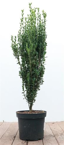 Ilex crenata 'Fastigiata' 60–80 cm – Immergrün, Winterhart, Pflegeleicht – Japanische Stechpalme – Heckenpflanze für Garten & Sichtschutz
