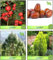 Halb für den Garten Granatapfel-Nana, Pflaume, Pinus Roxburghaii, Thuja Orientalis Combo Für Obstsamen und Holz- und Heilpflanzen