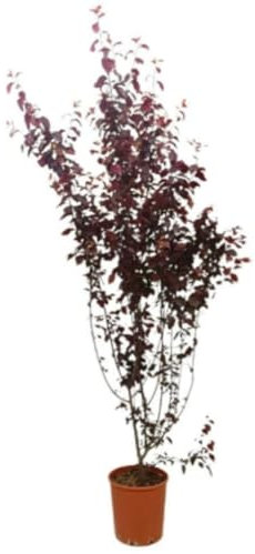 Planta natural Prunus pisardii, 140-150 cm. Ciruelo. Árbol ornamental con hojas moradas y flores rosadas, ideal para jardines. Segura Garden.