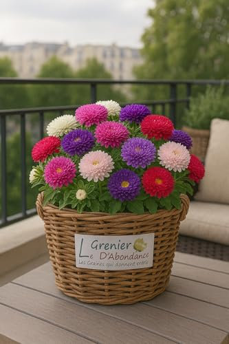 100 semillas para sembrar - Reina Margarita enana (Callistephus chinensis) - El ático de Abundancia