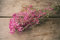 NaDeco Schleierkraut, getrocknet, im Bund, Länge ca. 50-60cm, in Natur und Gefärbt Gypsophila paniculata Gipskraut Trockenblumen Naturdeko Trockendeko für Vasen Pampasgras Deko, Farbe:Dunkelrot