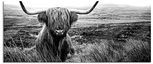 Pixxprint Glasbild Panorama, Wandbild aus Echtglas, Highland Rind mit großen Hörnern Steppe, Monochrome, 100x40 cm, inkl. Aufhängung und Abstandshalter