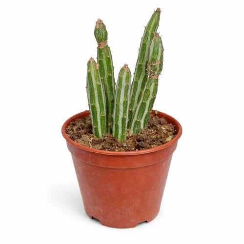 Senecio stapeliformis Zuckerstangen-Sukkulente Rarität 6,5cm Topf 15cm hoch