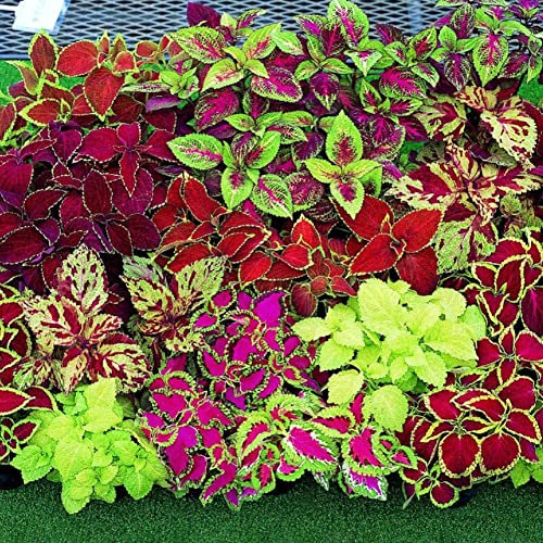 Haloppe 120 Pz Coleus Blumei Fiori Piante Semi per la Piantagione del Giardino di Casa, Semi di Coleus Blumei Foglie Pianta Giardino di Casa Cortile Decorazione Bonsai Semi di Coleus Blumei