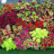 Haloppe 120 Pz Coleus Blumei Fiori Piante Semi per la Piantagione del Giardino di Casa, Semi di Coleus Blumei Foglie Pianta Giardino di Casa Cortile Decorazione Bonsai Semi di Coleus Blumei