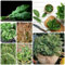 400 Pcs Sauerampfer Samen Bio - Kräuter Saatgut, Balkon Kräutergarten,Rumex Acetosa, Gemüsesamen, Indoor Kräutergarten Hydrokultur Pflanzen, Bio Saatgut Gemüse Gewächshaus Balkon
