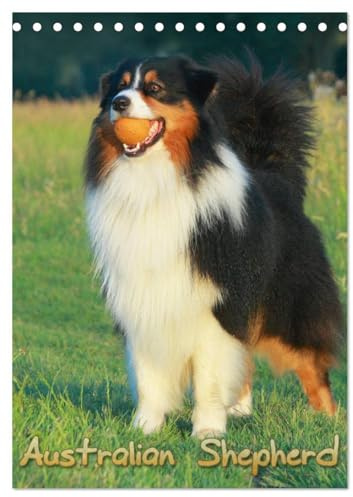 Australian Shepherd (Tischkalender 2026 DIN A5 hoch), CALVENDO Monatskalender: Schöne Aufnahmen aus dem Leben von Australian Shepherd (CALVENDO Tiere)