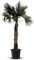 Tropictrees Trachycarpus Fortunei Hanfpalme winterschutz mit einer Stammhöhe von 140/160 cm | Höhe 260cm | Gelbe und grüne Blätter | Winterschutz Palme für drinnen und draußen