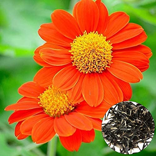 Somerway Sonnenblumensamen 50pcs / Tasche Blumensamen zum Anpflanzen orange Sonnenblumensamen, um mehrjährige Blumensamen Pflanzensamen für Garten zu wachsen Orange