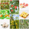 4 pcs pfirsichbaum winterhart samen - säulenobstbäume hochbeet balkon exotische samen,Prunus persica,pfirsich bäume kaufen nachhaltige geschenke für frauen bäume garten winterhart