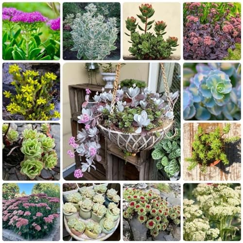 80 Pcs Sedum Samen Winterhart Samen - Sedum Spectabile - Deko Wohnzimmer, Pflanzen Züchten, Sedum Samen Mix, Grünpflanzen, Exotische Pflanzen, Sukkulenten, Zimmerpflanzen, Bodendecker