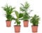 Plant in a Box - Set di 4 piante da appartamento di tendenza - Vaso 12cm - Altezza 25-40cm - Facile da curare - Piante verdi - Pianta del caffè - Palma - Pianta di banano