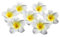 12 PCS Femmes Filles 2.4 Hawaiian Hawaii Plumeria Mousse Fleur Pinces À Cheveux Pour Nuptiale Nuptiale Plage Décoration Cheveux Barrette (Jaune)