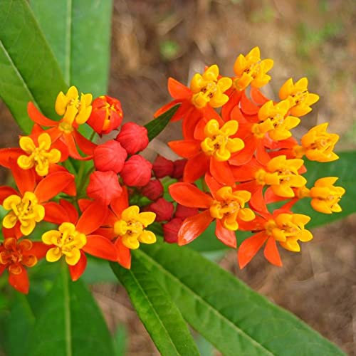 Haloppe 100 Unids Milkweed Flores Plantas Semillas para Home Garden Planting, Home Garden View Naranja Mariposa Milkweed Asclepias Semillas de Flores Plantas