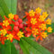Haloppe 100 Unids Milkweed Flores Plantas Semillas para Home Garden Planting, Home Garden View Naranja Mariposa Milkweed Asclepias Semillas de Flores Plantas