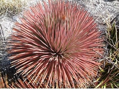 Agave Stricta Rubra rossa ed esotica 5 semi ~ Agave Red Edgehog