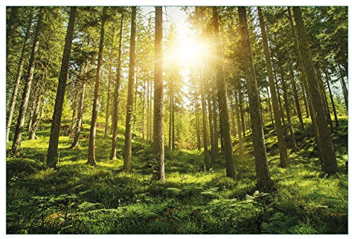 Wallario Küchenrückwand selbstklebend 90 x 60 cm, Motiv: Sonnenstrahlen im Nadelwald mit Moos und Farn | Spritzschutz abwischbar & pflegeleicht