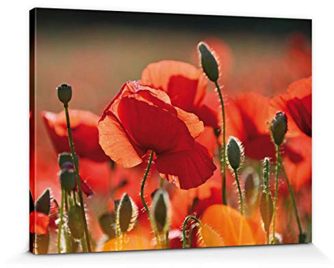 1art1 Mohnblumen Poster Rote Mohnblumen, Blüten Und Knospen Bilder Leinwand-Bild Auf Keilrahmen | XXL-Wandbild Poster Kunstdruck Als Leinwandbild 80x60 cm