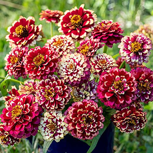 Welldales 50 Double Zinnia Seeds White & Burgundy Compact Bi Colour Annual Flower UK