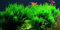 AquaOne Aquarium Pflanze In Vitro 2 Stück Moos Taxiphyllum 'Flame' Wasserpflanze 1-2-Grow Aquariumpflanzen Set Moose Becher Labor-Aquarienpflanzen