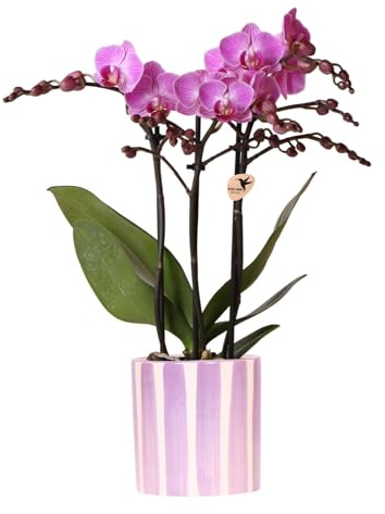 Kolibri Orchids | Lila Phalaenopsis Orchidee Vienna + Painted Stripe Topf Lila - Topfgröße Ø9cm | Blühende Zimmerpflanze - Frisch vom Züchter