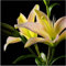 Lilium martagon zwiebeln,Winterharte mehrjährig,Dekorative Blumen,lilien Deko,lilie riesen,Lilien im topf,Lilie,duft lilien,lilien knollen,lilien zwiebeln winterhart.-8 zwiebeln-H