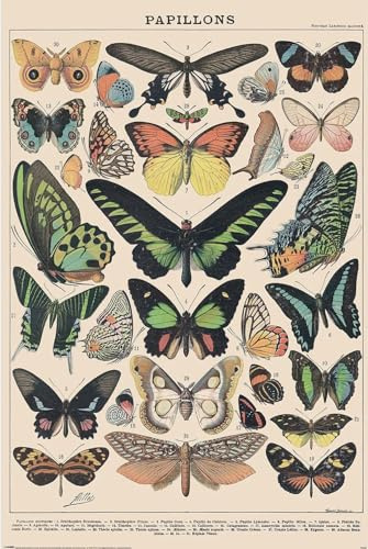 empireposter Millot Papillon - Poster 61x91,5 cm