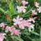 piante di oleandro - semi piante resistenti all'inverno per balconi semi di fiori di prato piante resistenti all'inverno per vasi semi di erbe aromatiche piante rampicanti resistenti 5pcs