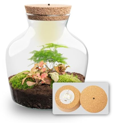 urbanjngl - urbanjngl.com - Little Joe Asparagus + Fittonia Ruby Lime - Flaschengarten mit Licht - DIY Terrarium mit Pflanzen im Glas - Ø 20 cm ↑ 22 cm