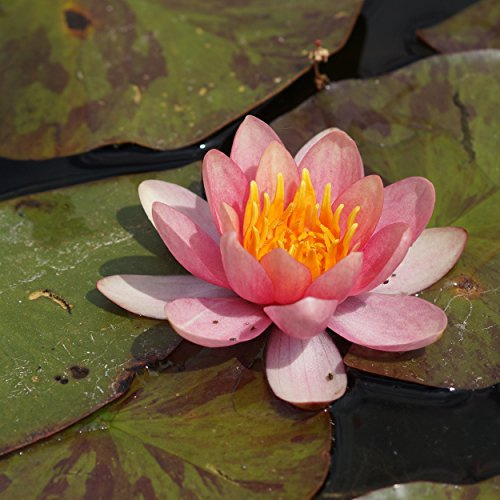 Nymphaea Hybride 'Chrysantha' - Seerose Nymphaea cultorum 'Graciella', im 1,0 Liter Topf, aprikosenfarben blühend