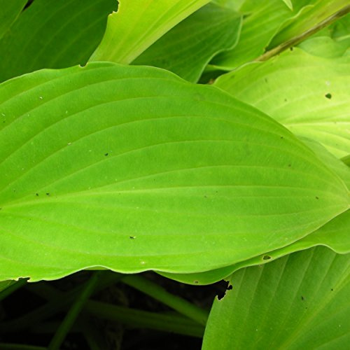 Blumixx Stauden Hosta ventricosa – Glocken-Funkie, violett blühend, winterharte Staude, insektenfreundlich, für Naturgarten