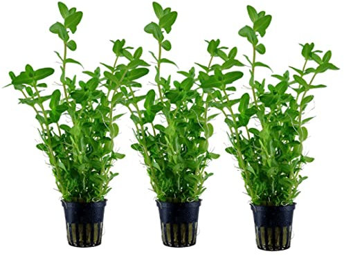 AquaOne Aquarium Pflanze 3 Stück Bacopa caroliniana I Wasserpflanze Aquariumpflanze Stängelpflanze voll durchwurzelt einfach pflegeleicht Aquascaping Dekoration