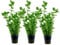 AquaOne Aquarium Pflanze 3 Stück Bacopa caroliniana I Wasserpflanze Aquariumpflanze Stängelpflanze voll durchwurzelt einfach pflegeleicht Aquascaping Dekoration