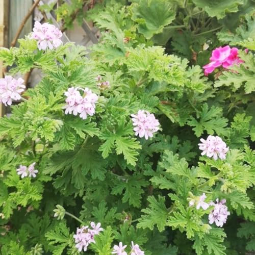 semi di geranio limone - da giardino giardino di fiori da balcone piante resistenti in vaso semi piante appartamento erbe aromatiche in vaso fiori balcone geranio limone prato 85pcs