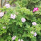 semi di geranio limone - da giardino giardino di fiori da balcone piante resistenti in vaso semi piante appartamento erbe aromatiche in vaso fiori balcone geranio limone prato 85pcs