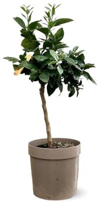 Attitude Jardin - Oranger sanguin - agrume méditerranéen - arbre fruitier - 75-85 cm - ⌀ 22 cm