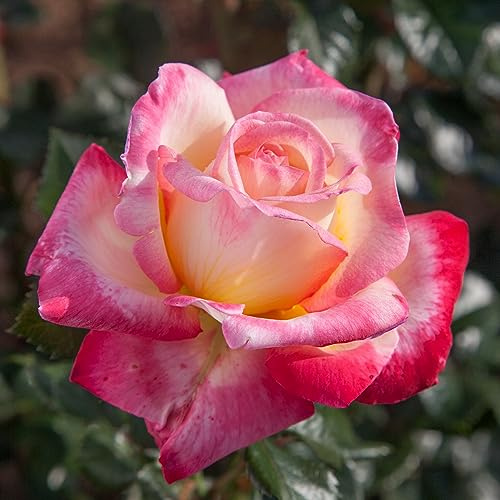 Heirloom Hybrid Tea Roses, Live Own Root Plant for Outdoor Garden, Enchanted Peace™, Very Fragrant, Hardiness Zones: 5-9, Repeat Blooming