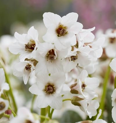 100 semillas de flores de bergenia, blancas