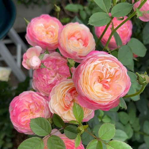 semillas resistentes de rosal, plantas para exterior, semillas flores Rosas trepadoras resistentes Plantas de flores para exterior resistentes, semillas de plantas exóticas Variedades 100pcs