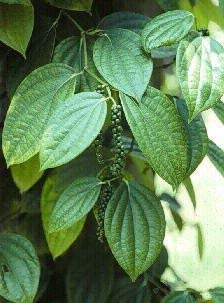PlenTree 10 Samen von schwarzem Pfeffer Z2101 (Piper nigrum)