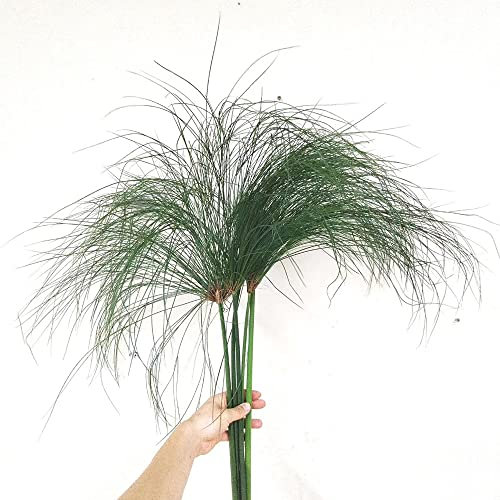 Cyperus papyrus pflanze samen,Zypergras Wasserpflanzen,deko pflanze exotische zimmerpflanzen winterharte pflanzen für garten zimmergewächshaus anzucht gartenpflanzen alte sorten saatgut 50 Stück