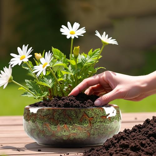 Lotus Bowl Pot de fleurs en céramique pour plantes succulentes Hydroponique Vert