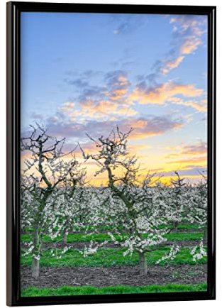 artboxONE Poster mit schwarzem Rahmen 18x13 cm Natur Apfelbäume am Niederrhein - Bild apfelbäume apfelbäume blüten
