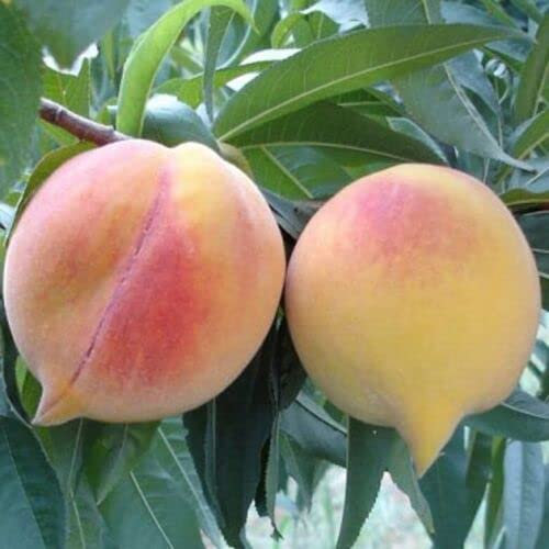 ALBERO DI PESCO PESCA PESCHE PERCOCA SETTEMBRINO IN VASO 17